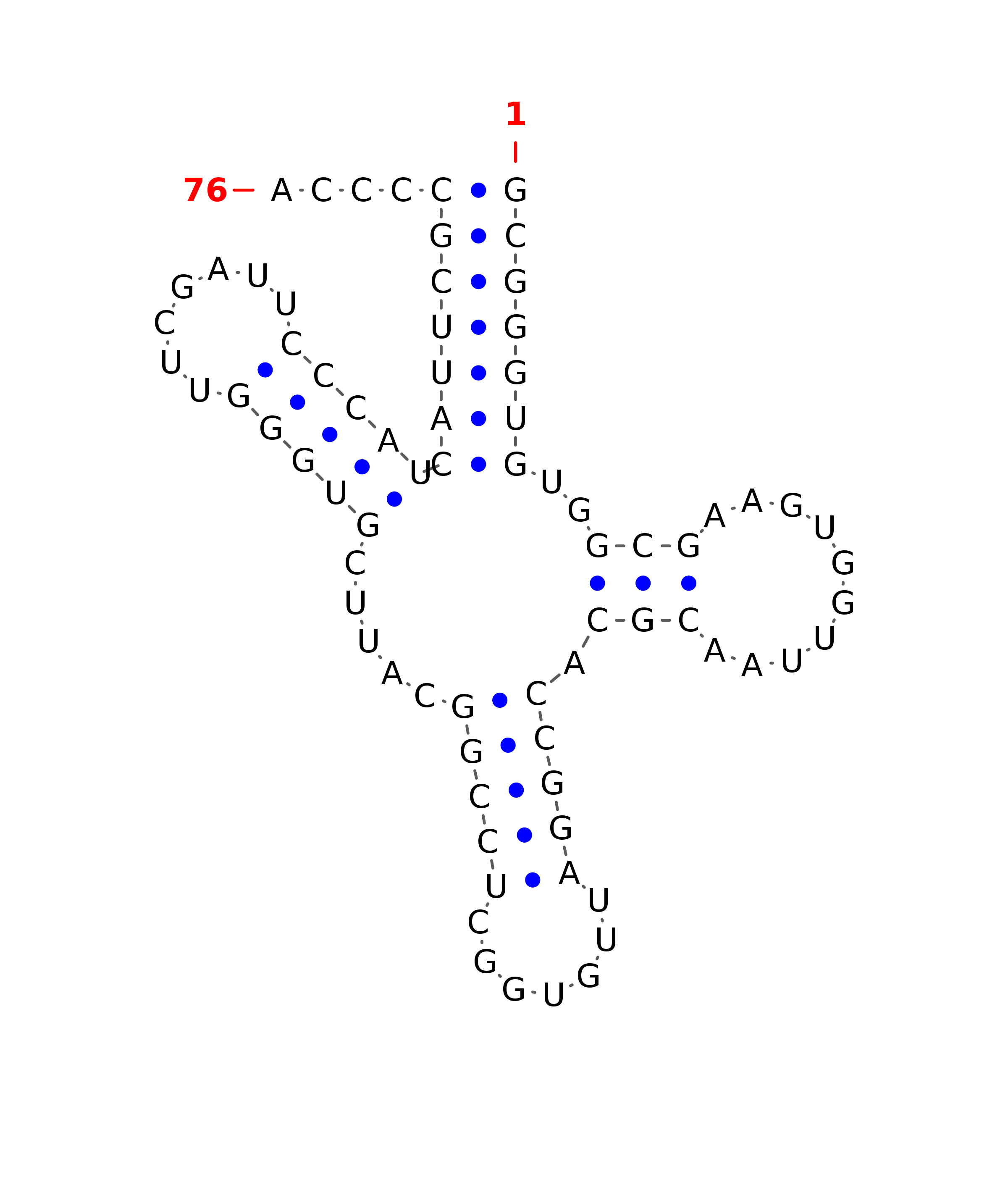 Top - tRNA secondary structure