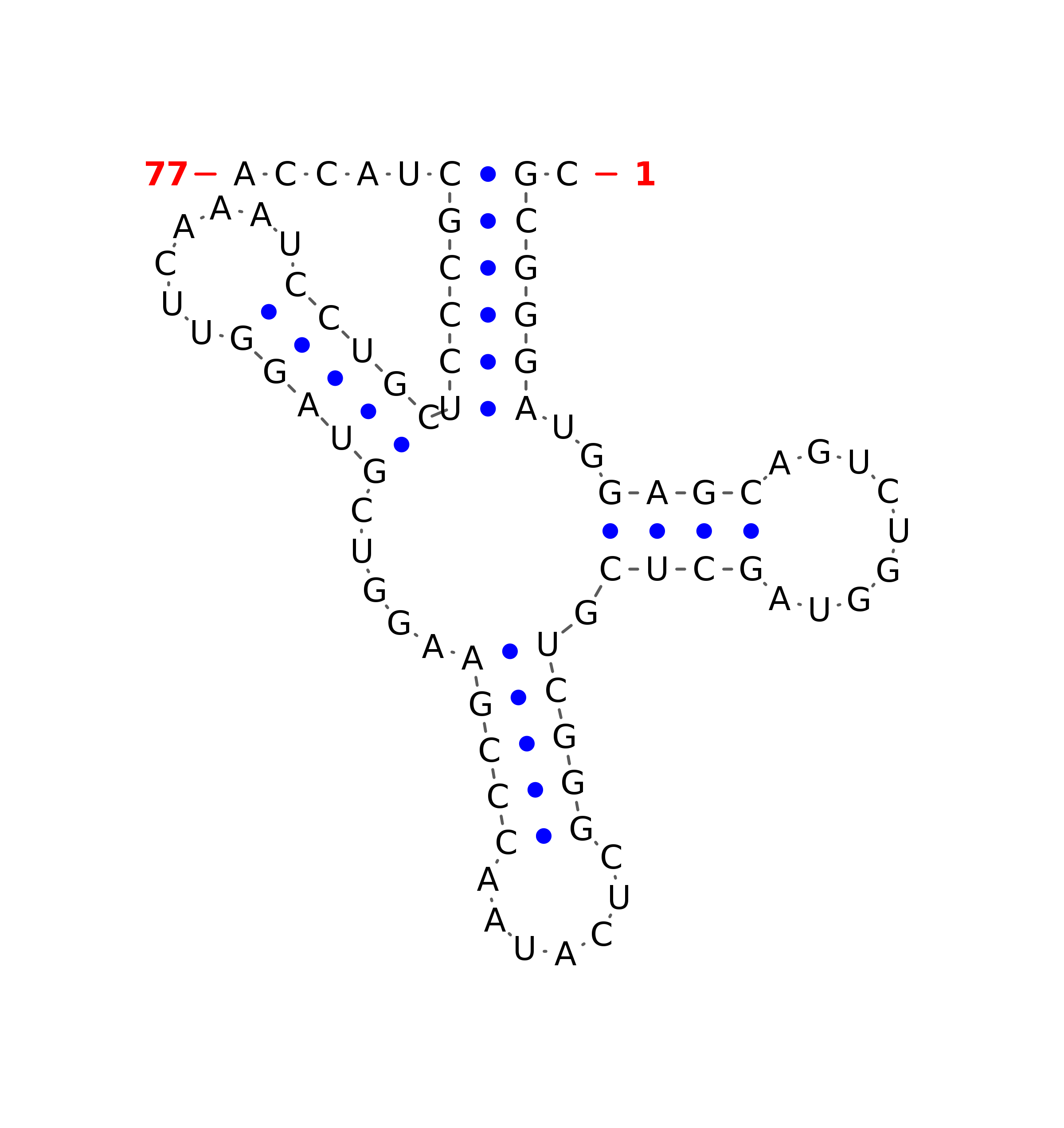 Top - tRNA secondary structure