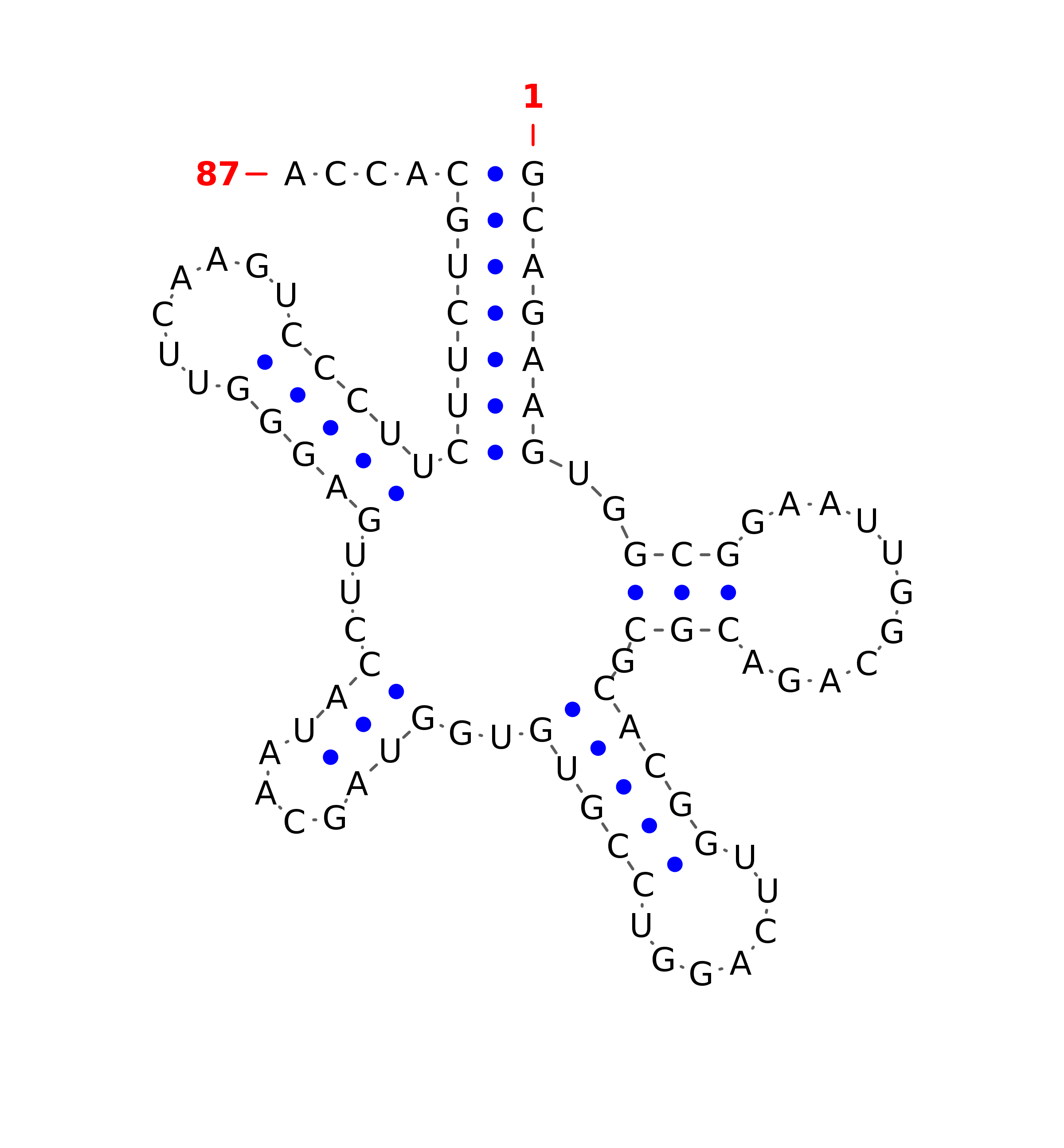 Top - tRNA secondary structure