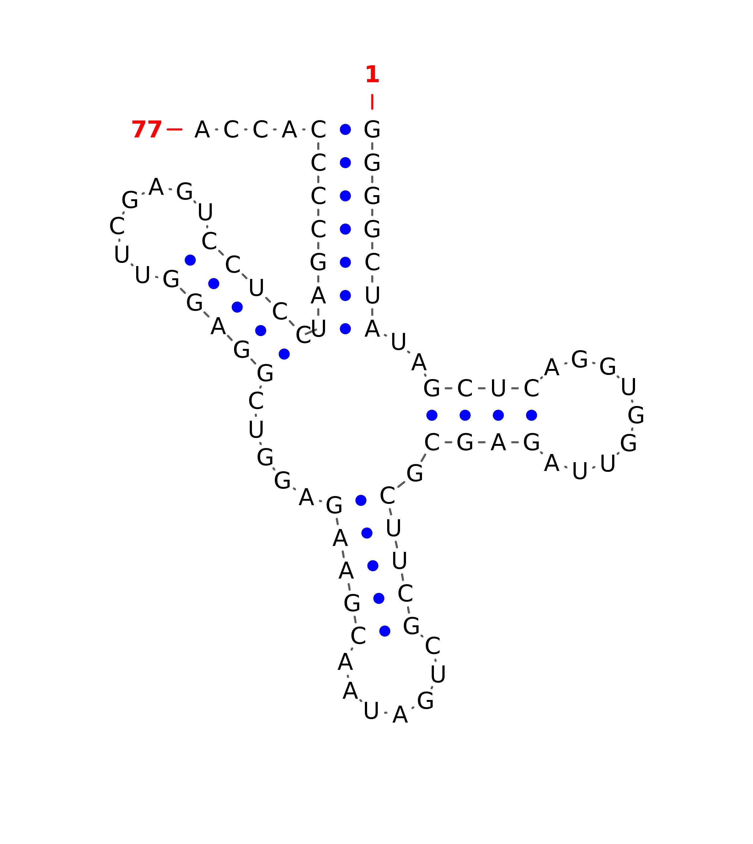 Top - tRNA secondary structure