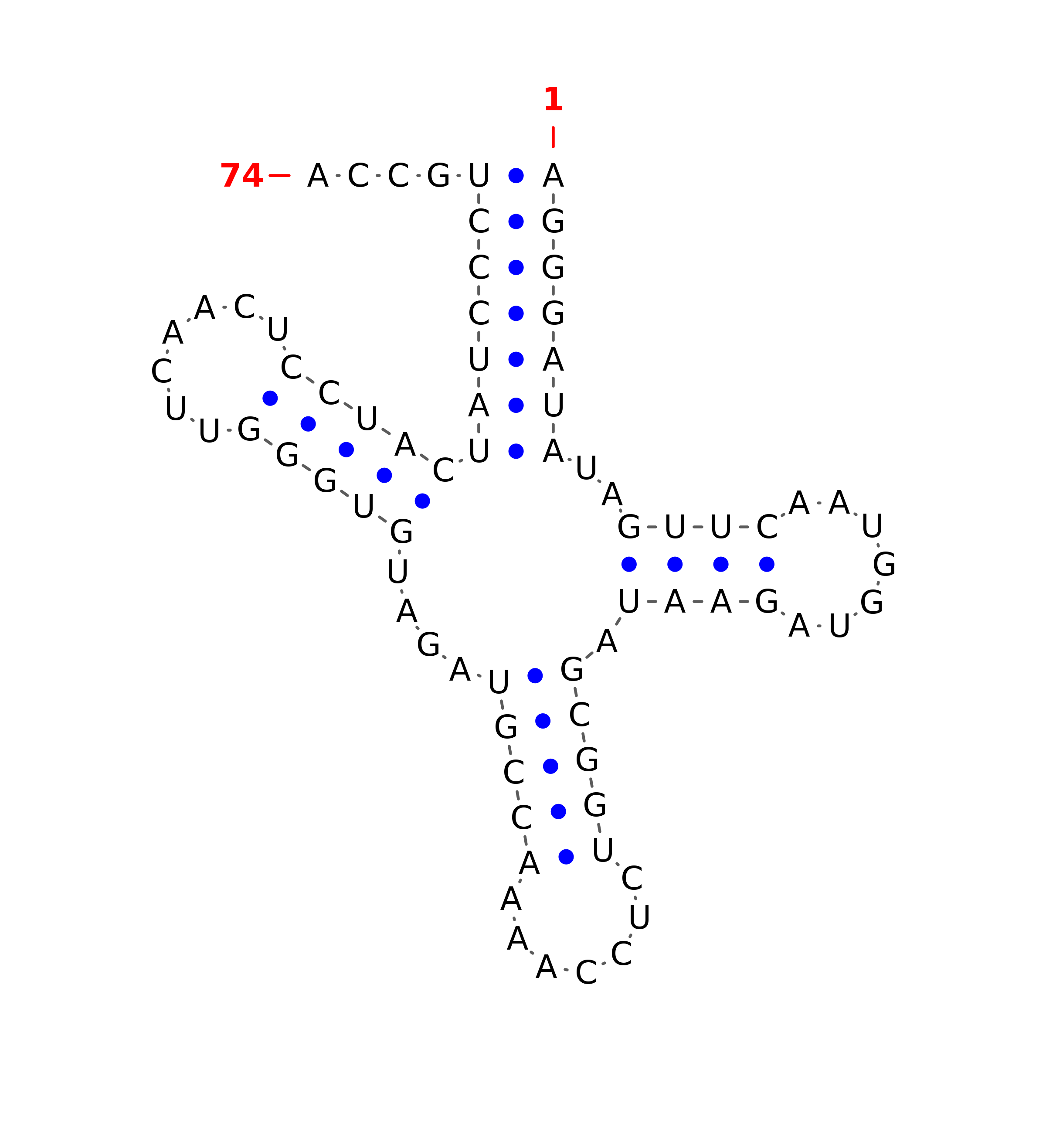 Top - tRNA secondary structure