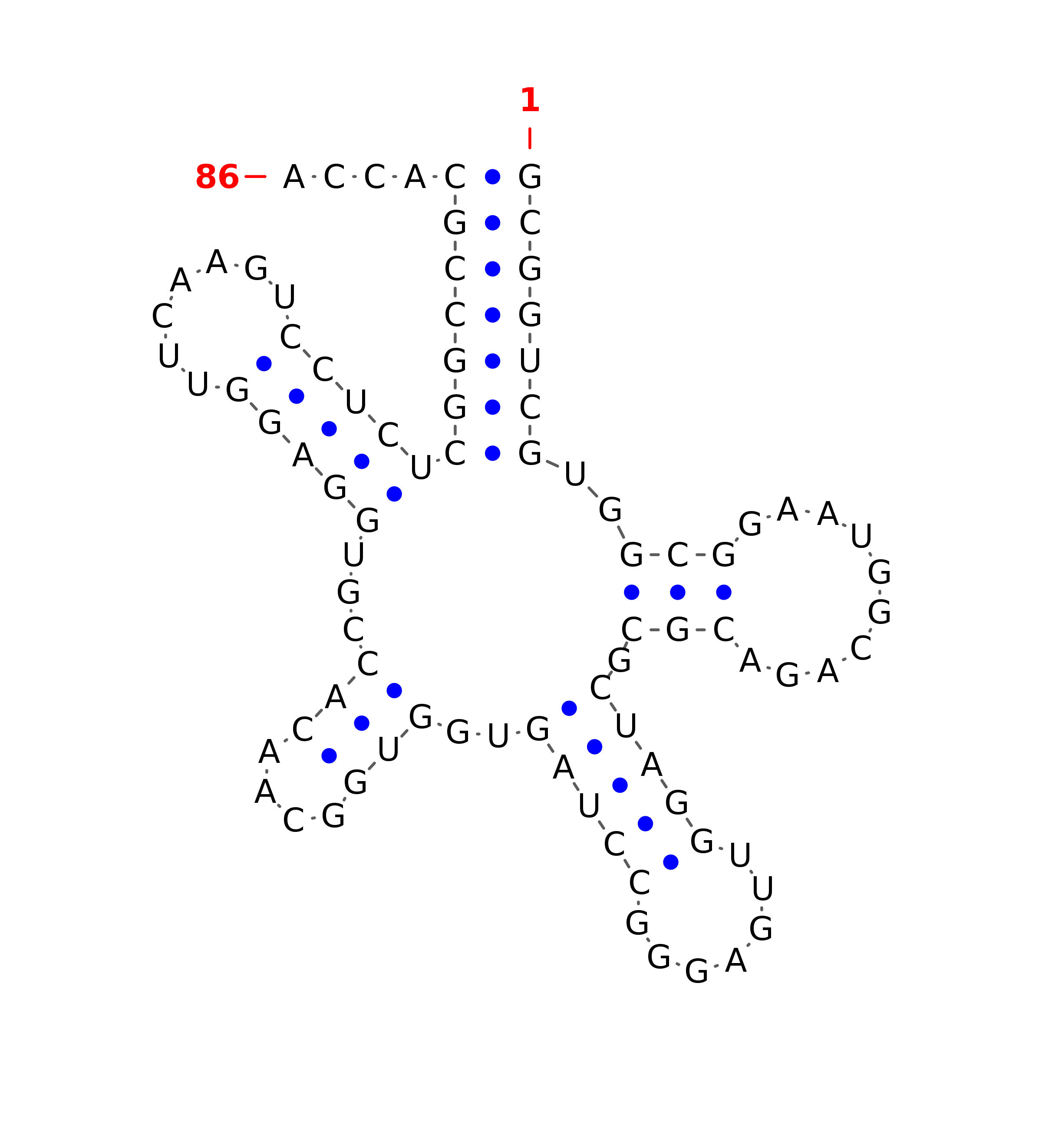 Top - tRNA secondary structure