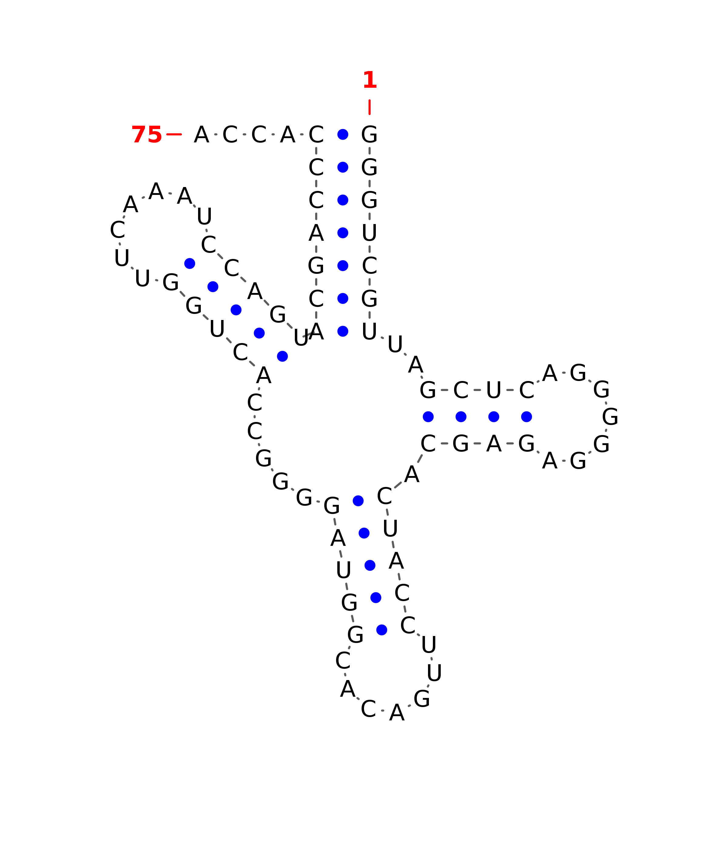 Top - tRNA secondary structure