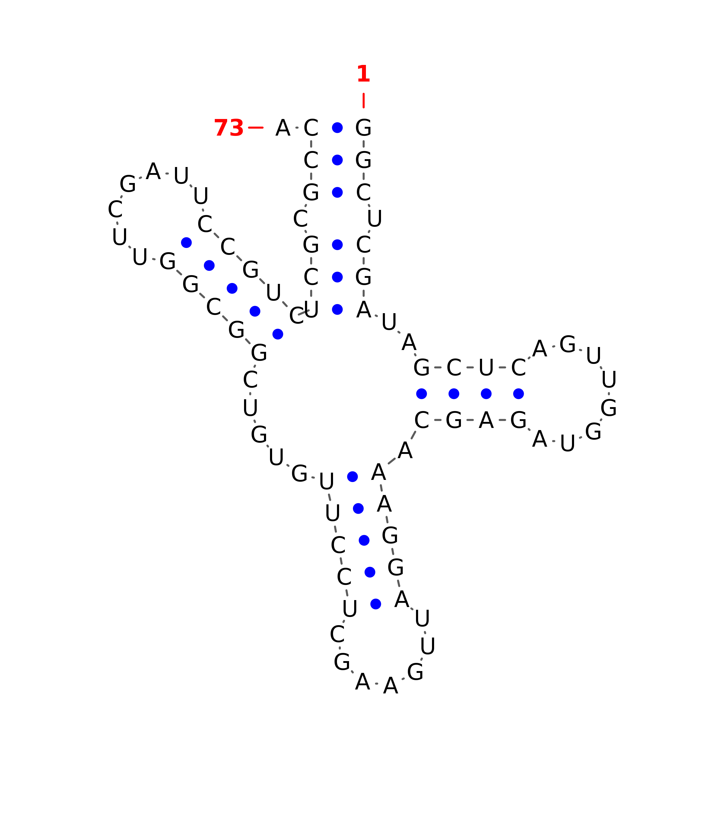 tRNA secondary structure