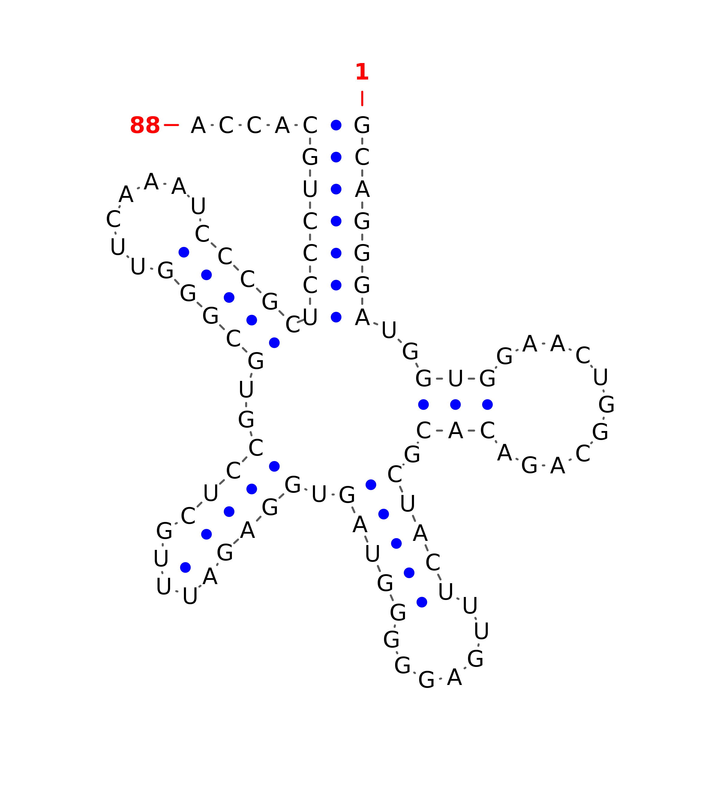 Top - tRNA secondary structure