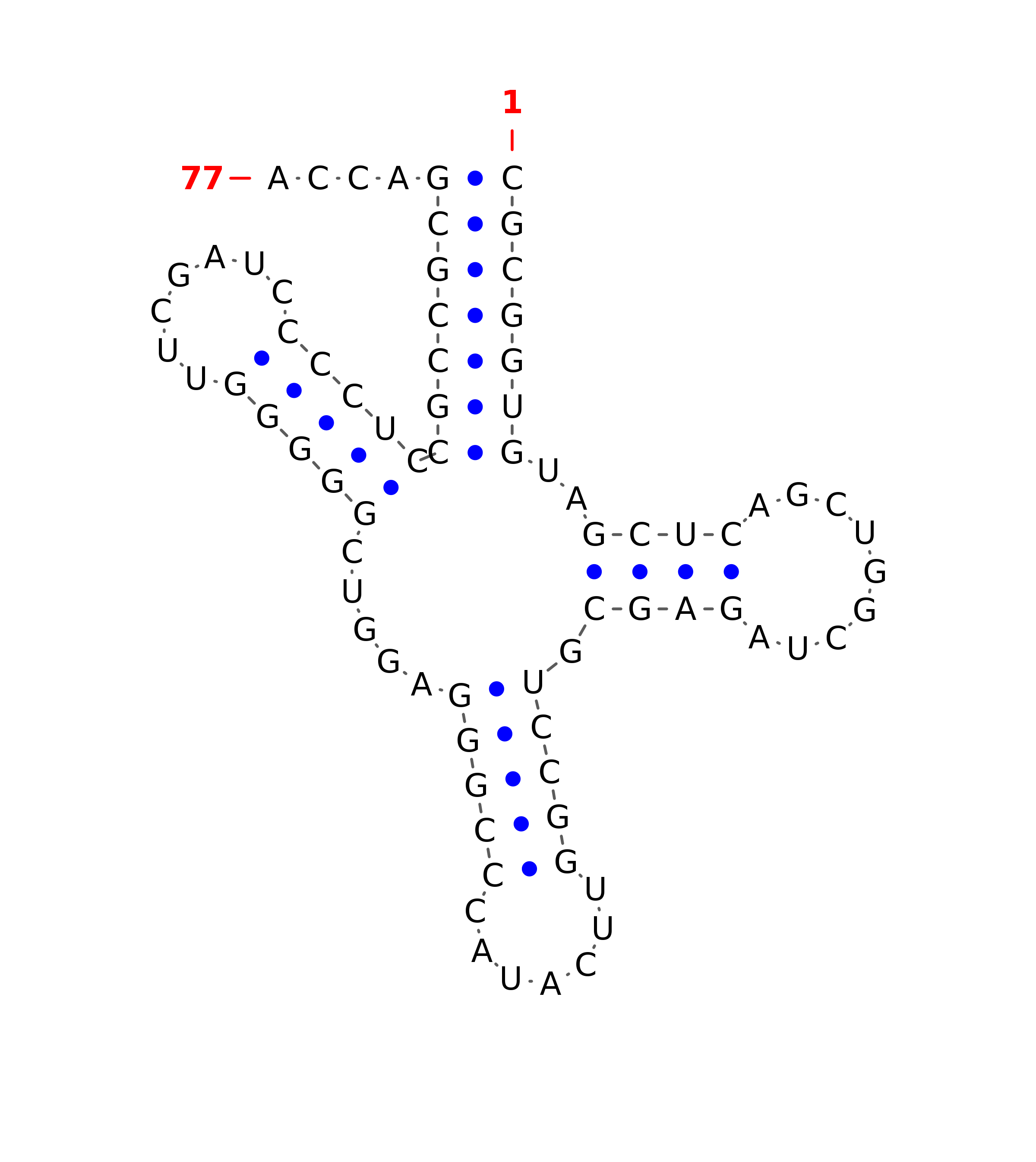 Top - tRNA secondary structure