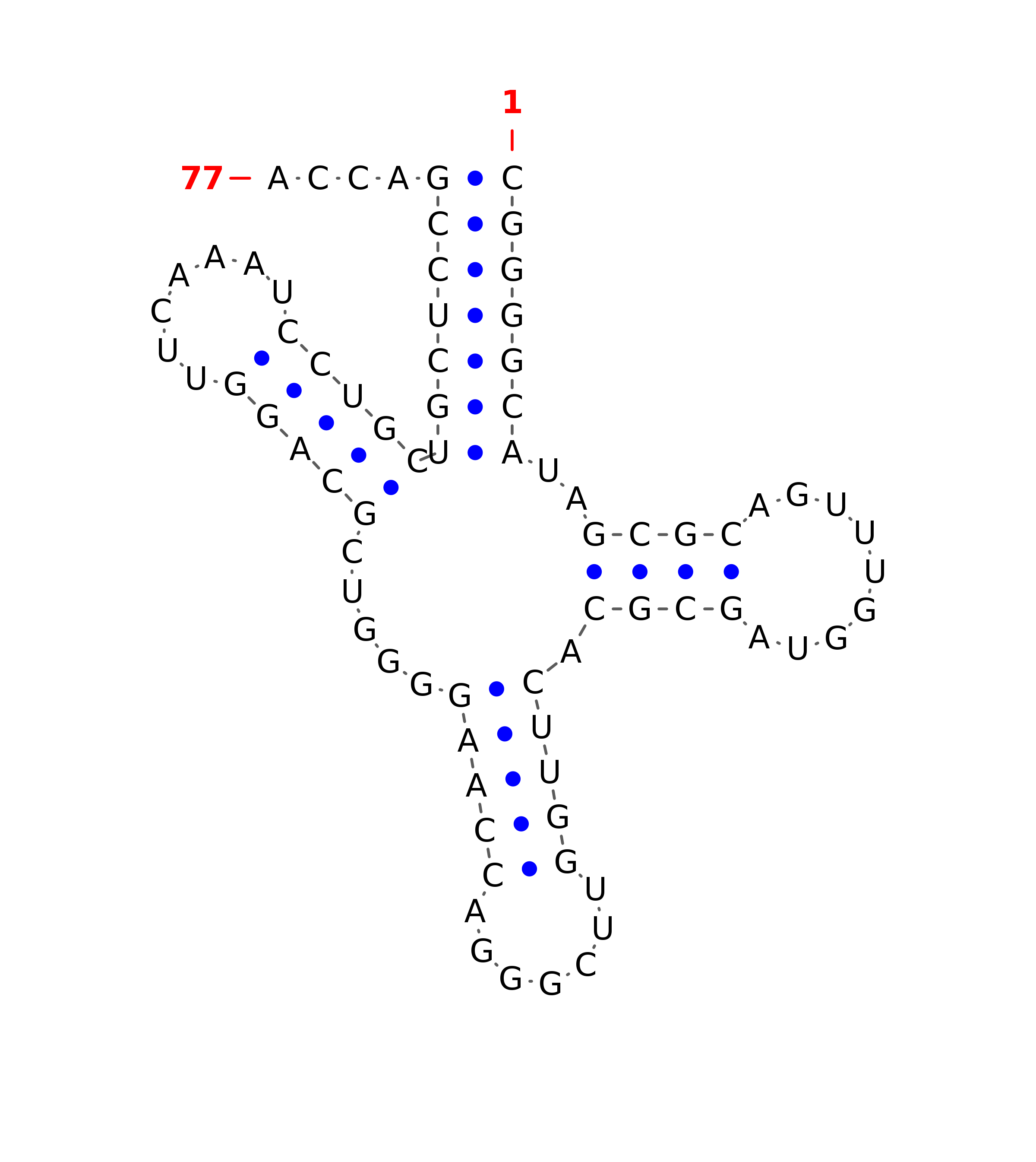 tRNA secondary structure