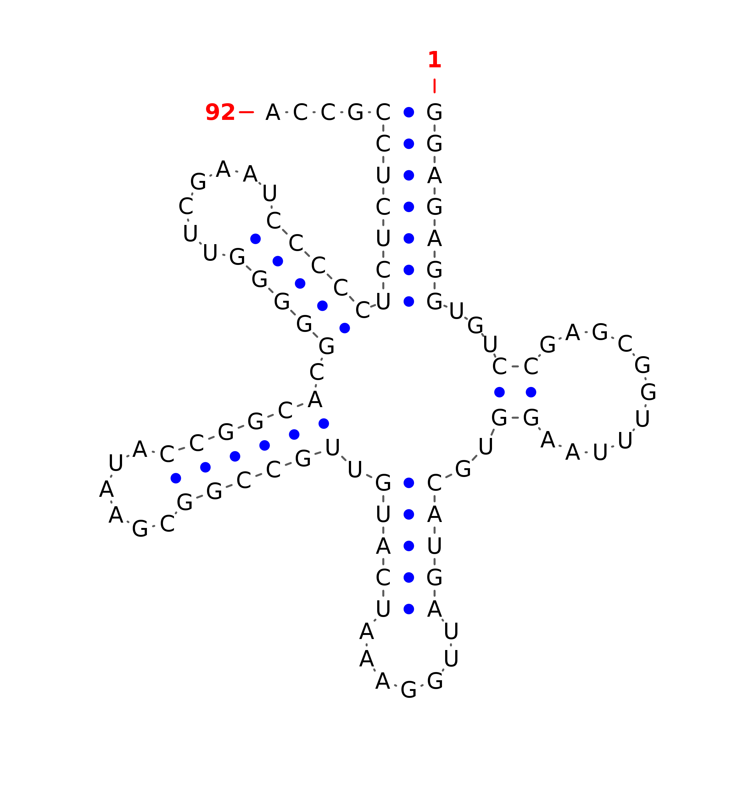 Top - tRNA secondary structure