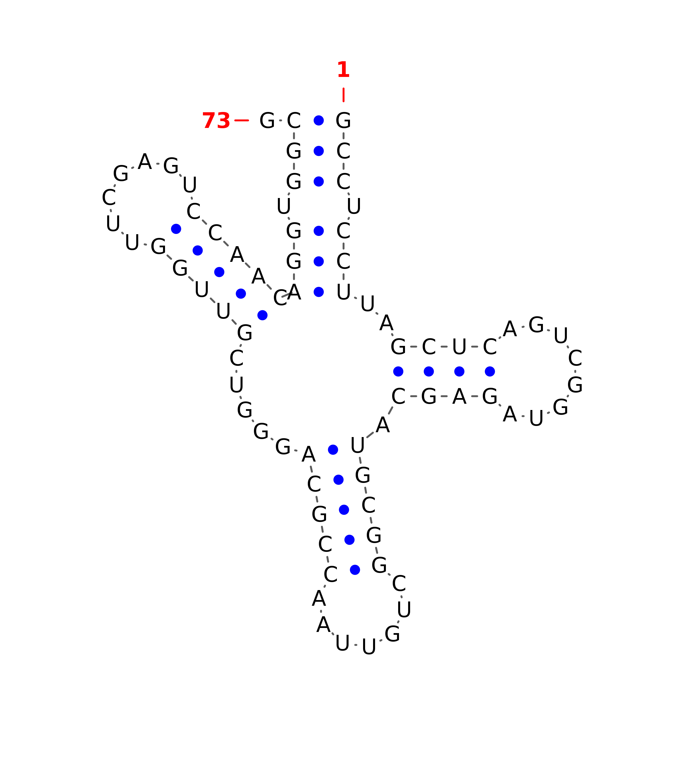 Top - tRNA secondary structure