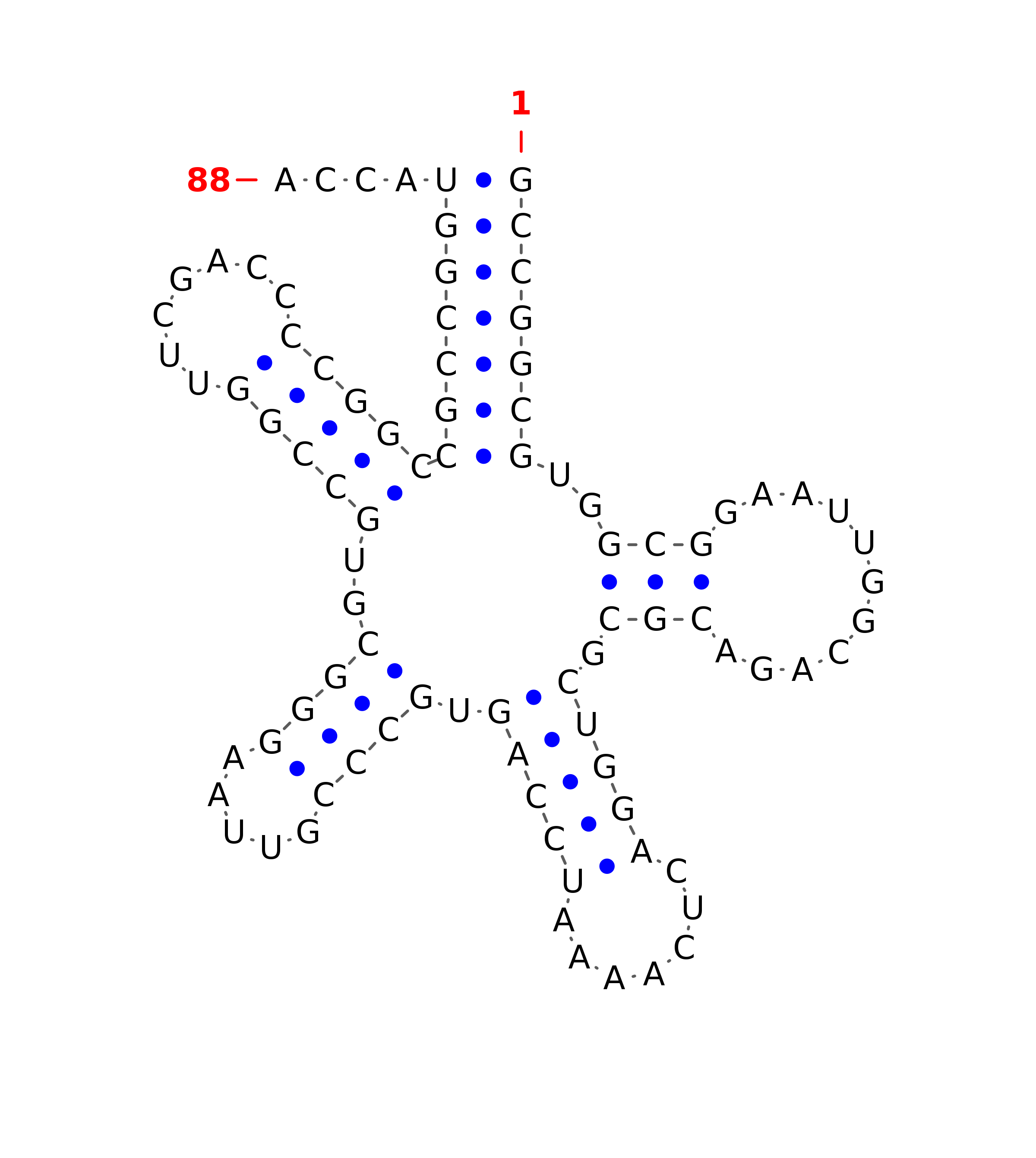 tRNA secondary structure