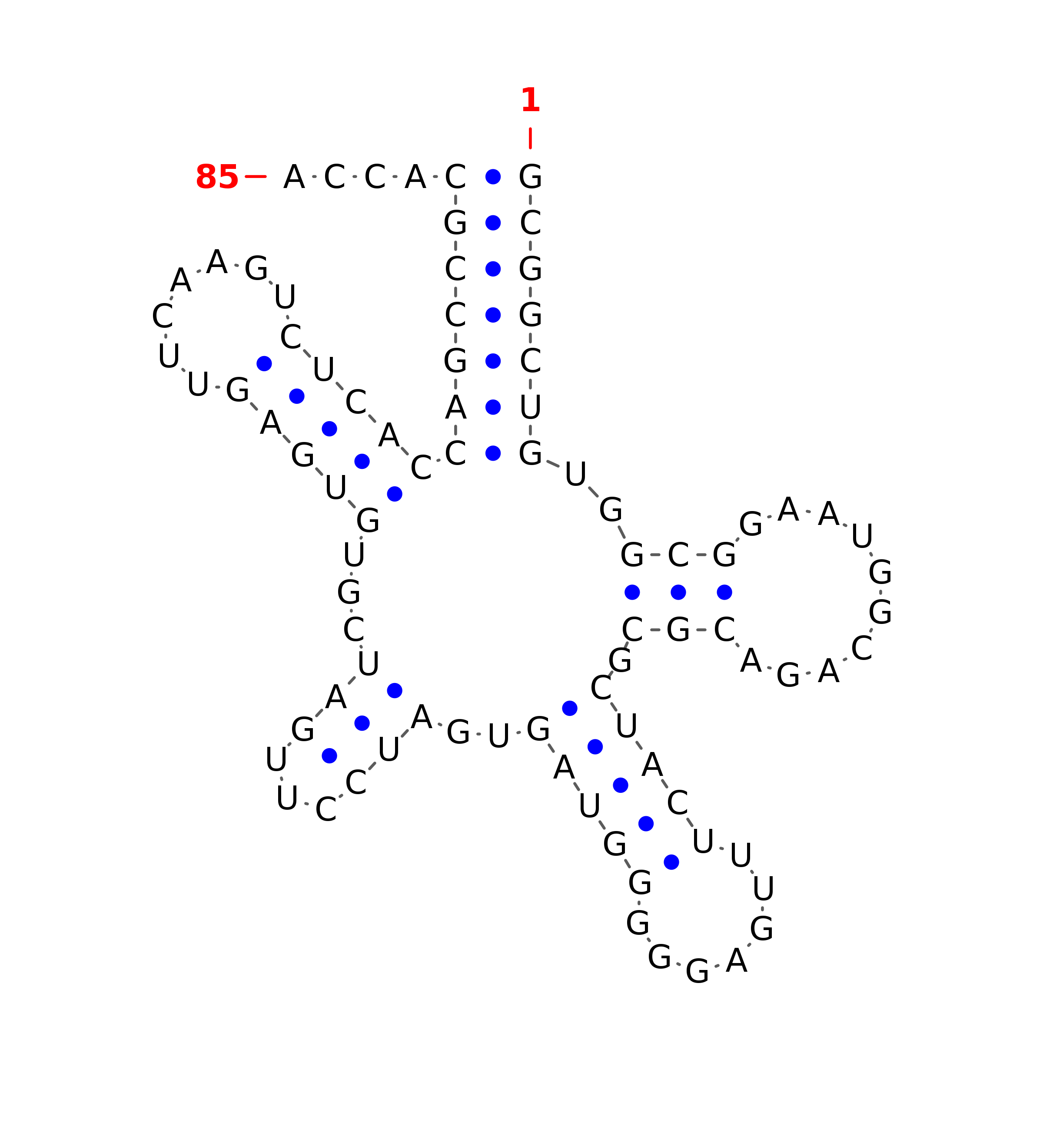 Top - tRNA secondary structure