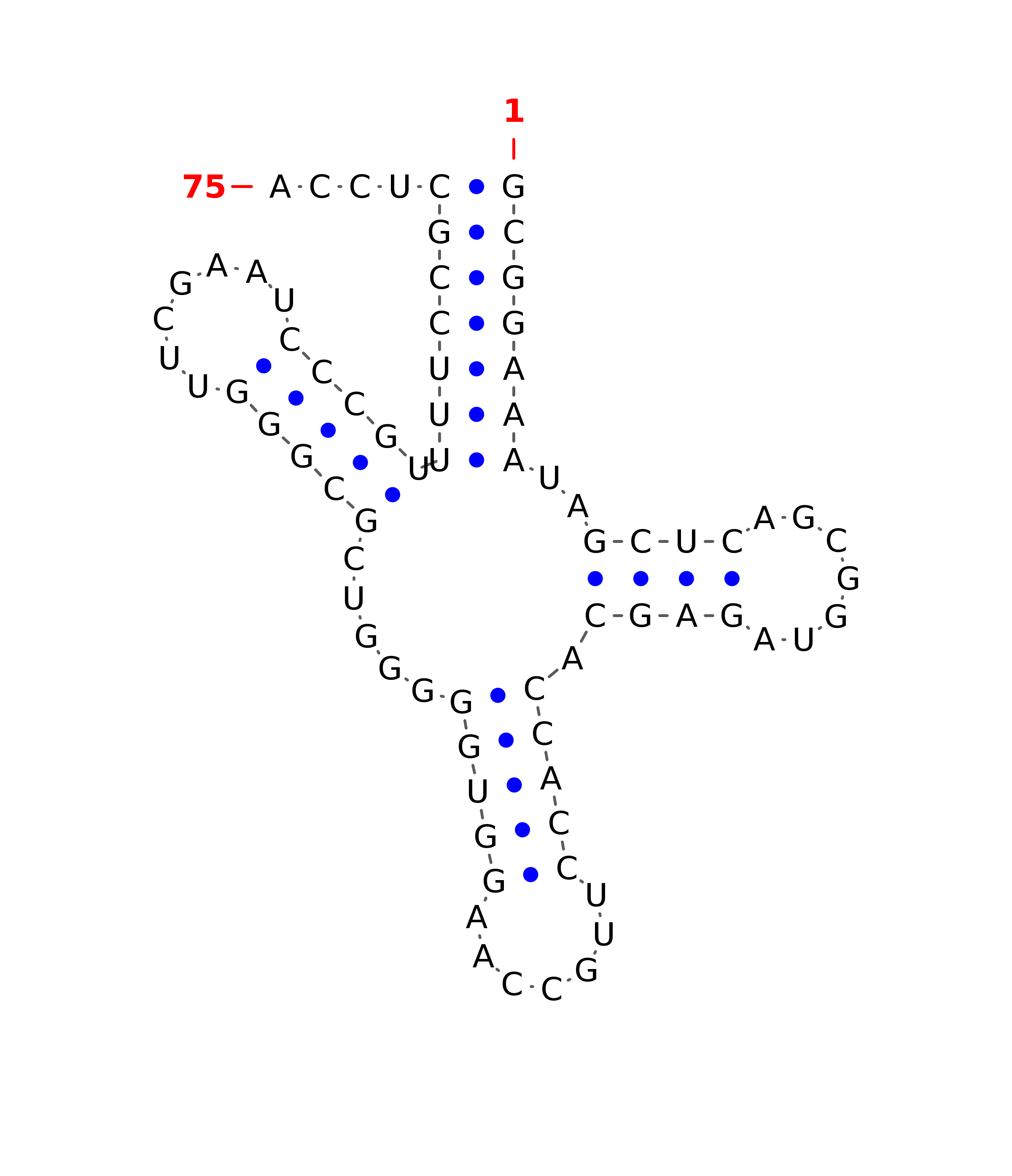Top - tRNA secondary structure
