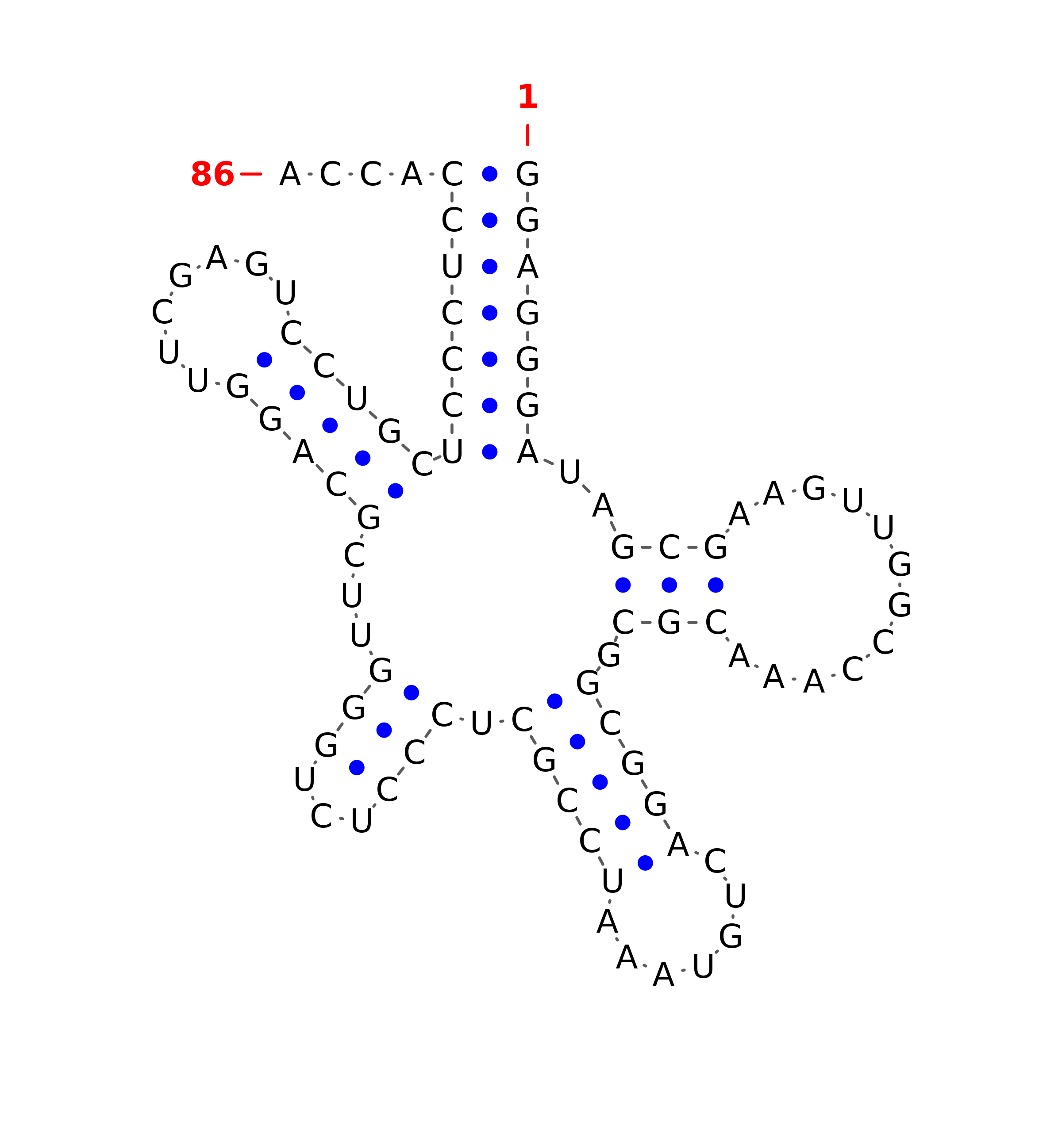 Top - tRNA secondary structure