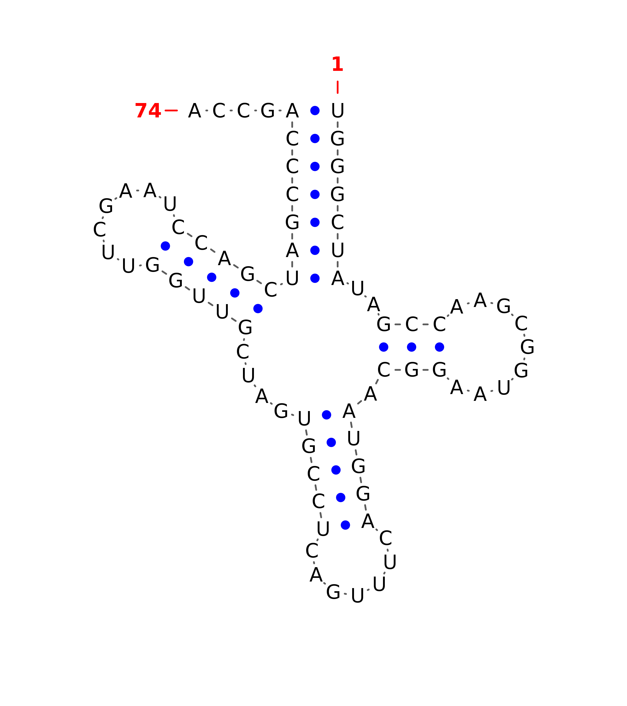 tRNA secondary structure