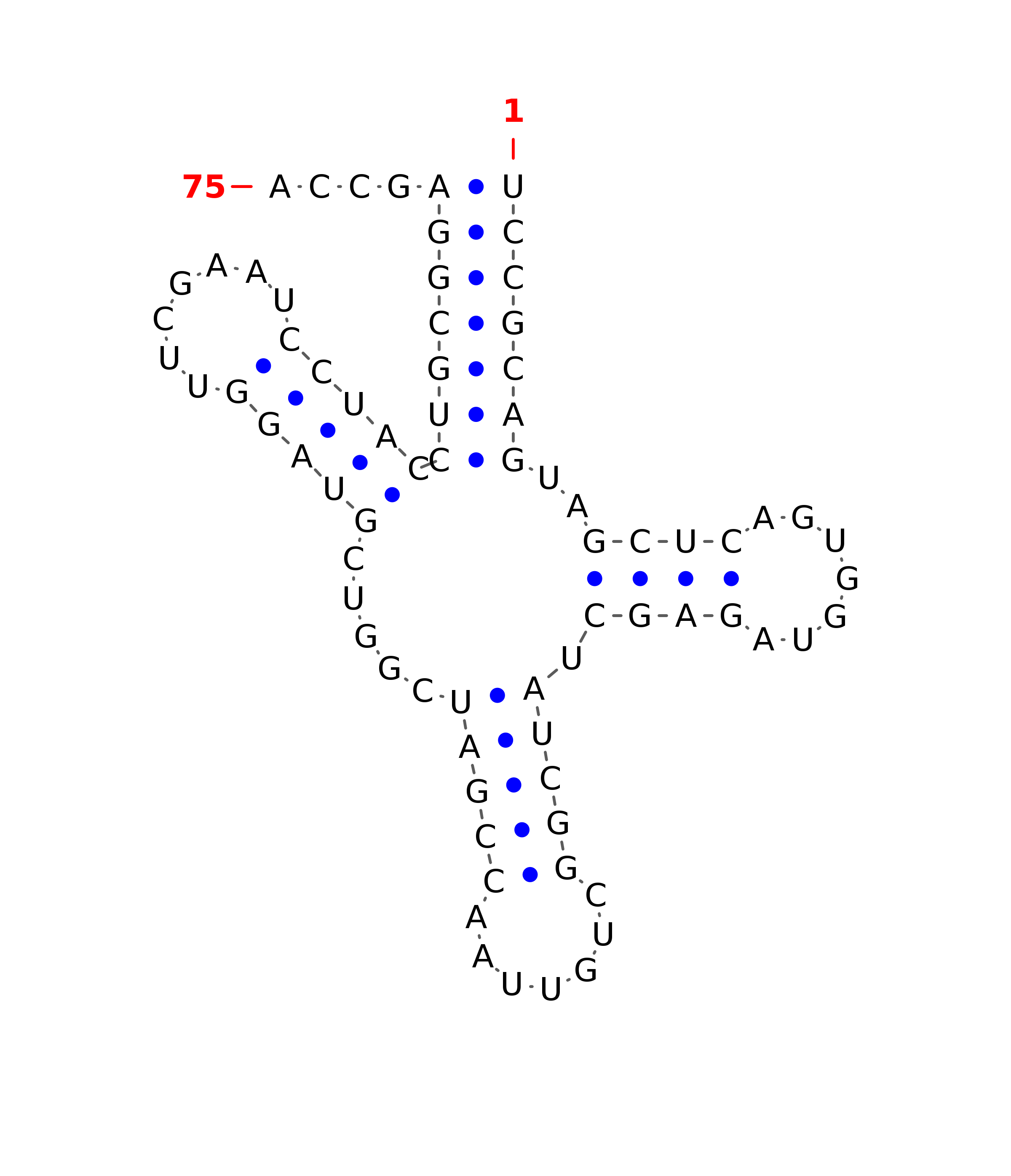 Top - tRNA secondary structure