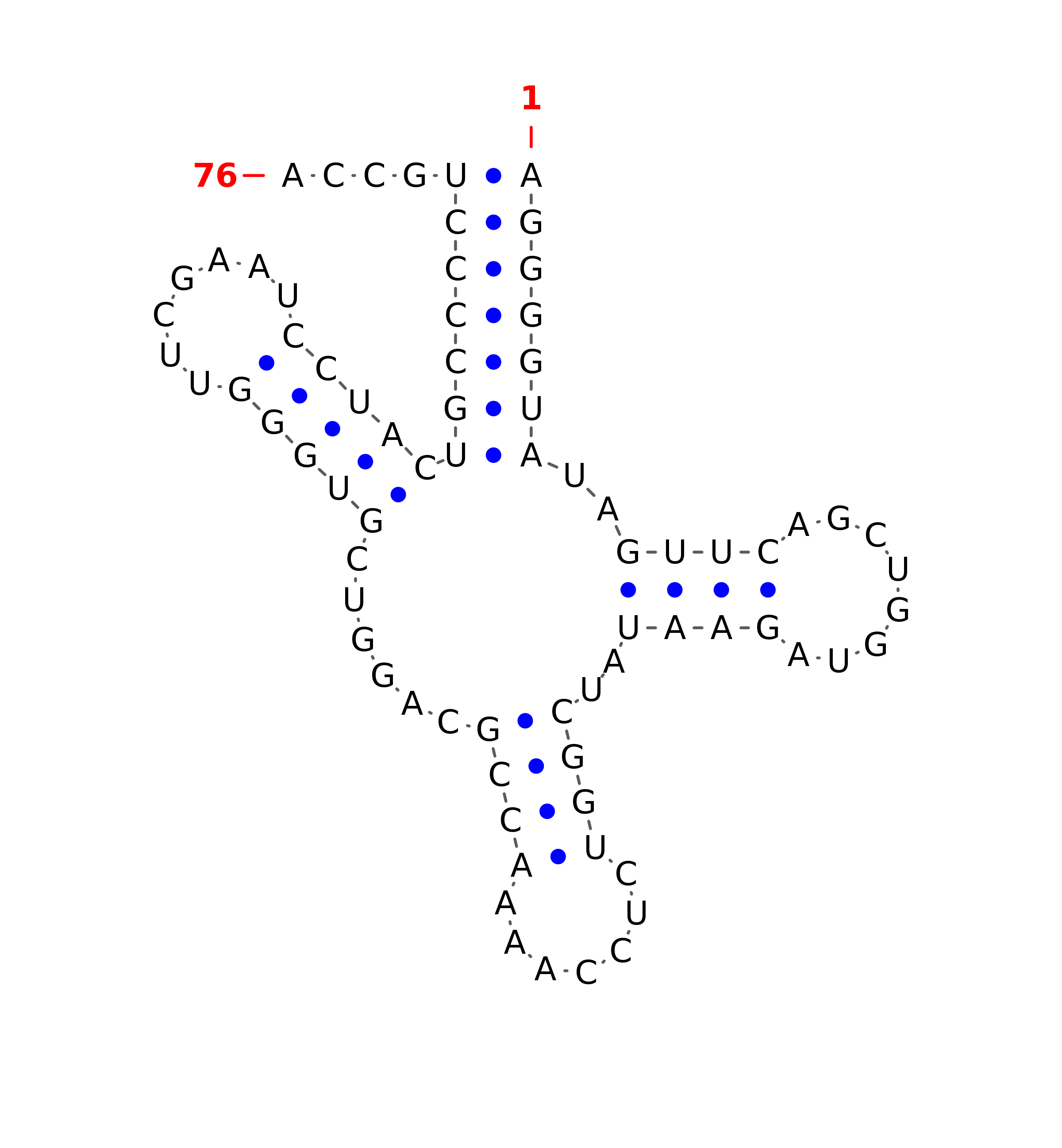 Top - tRNA secondary structure