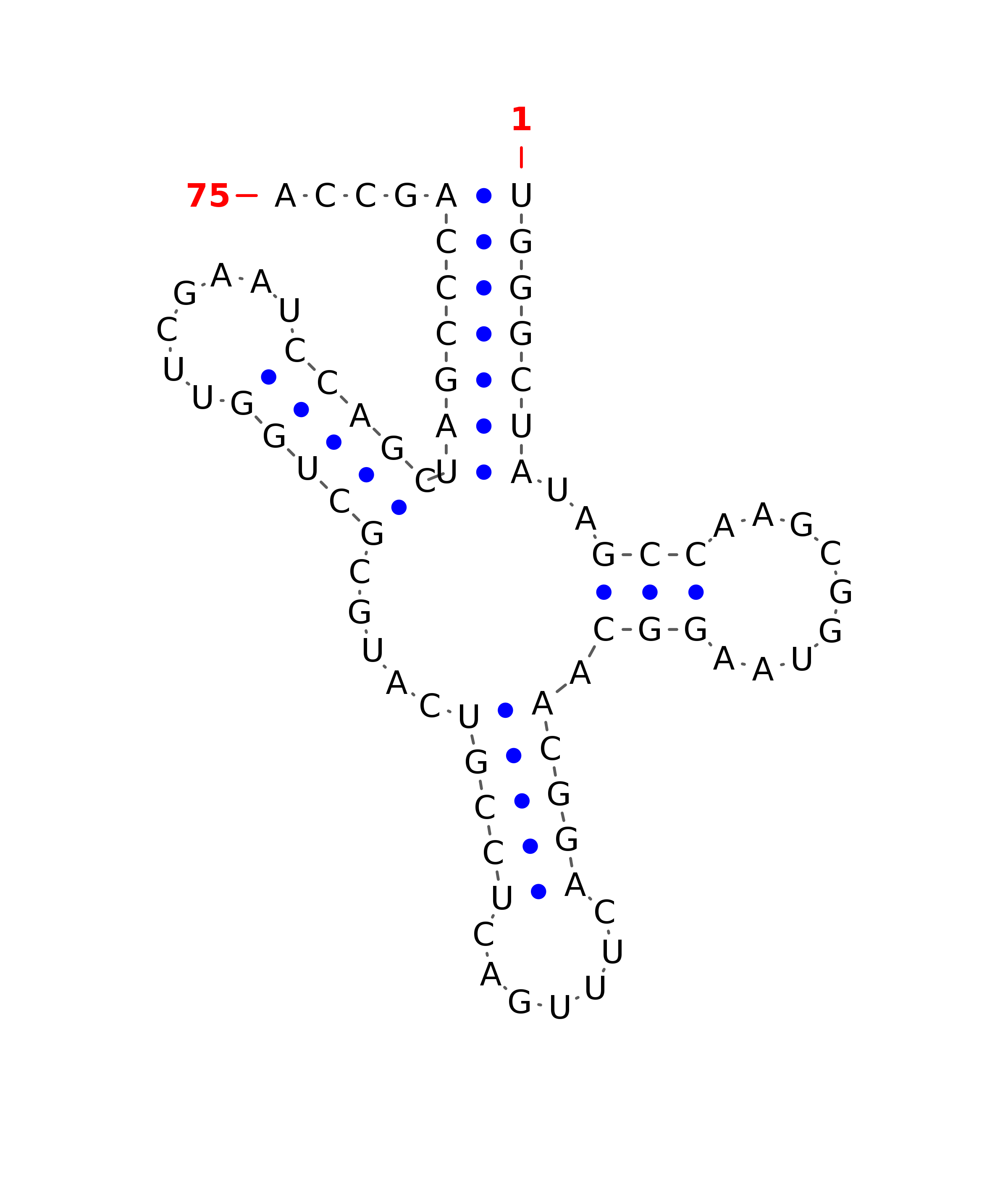 Top - tRNA secondary structure