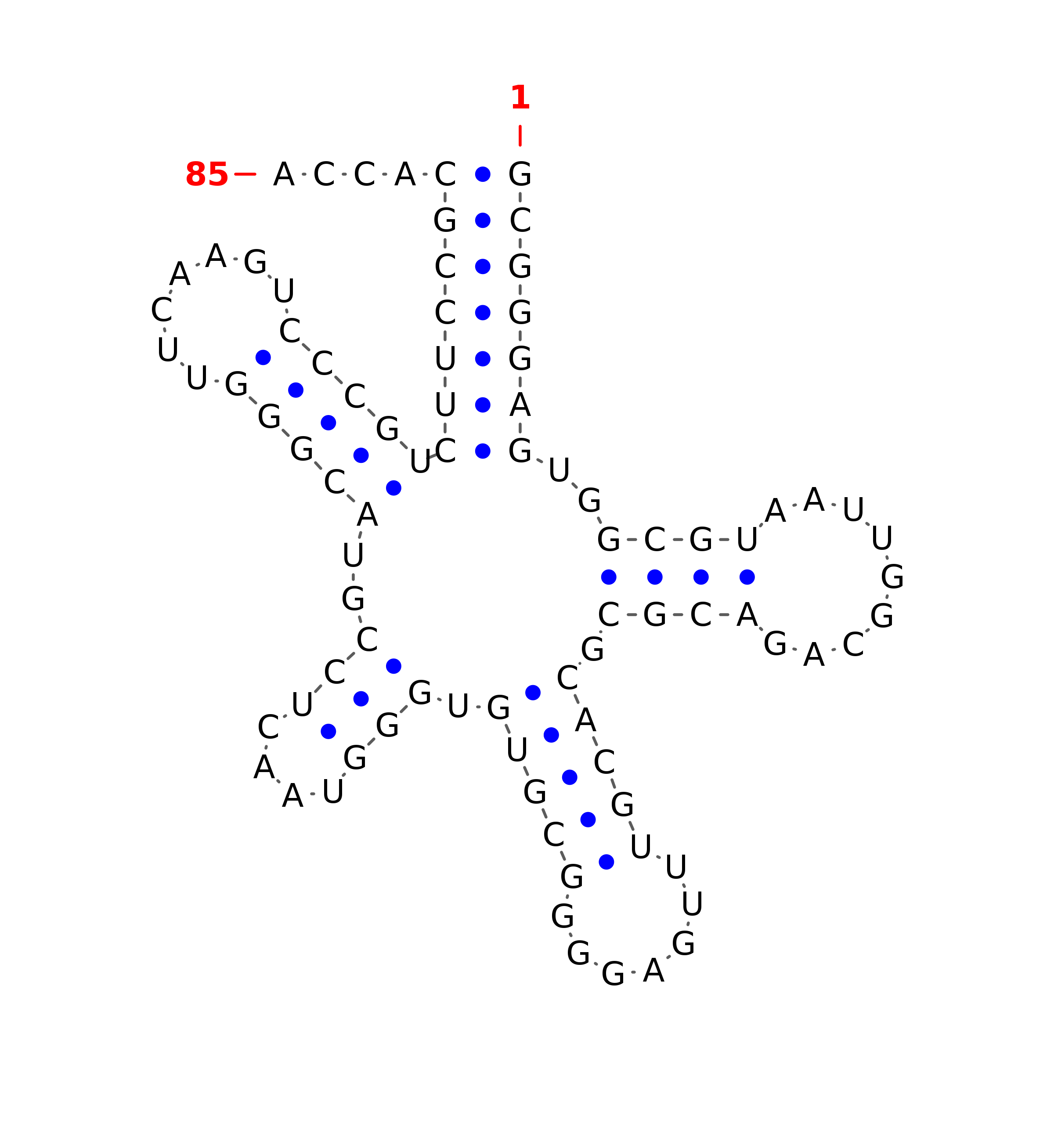 Top - tRNA secondary structure