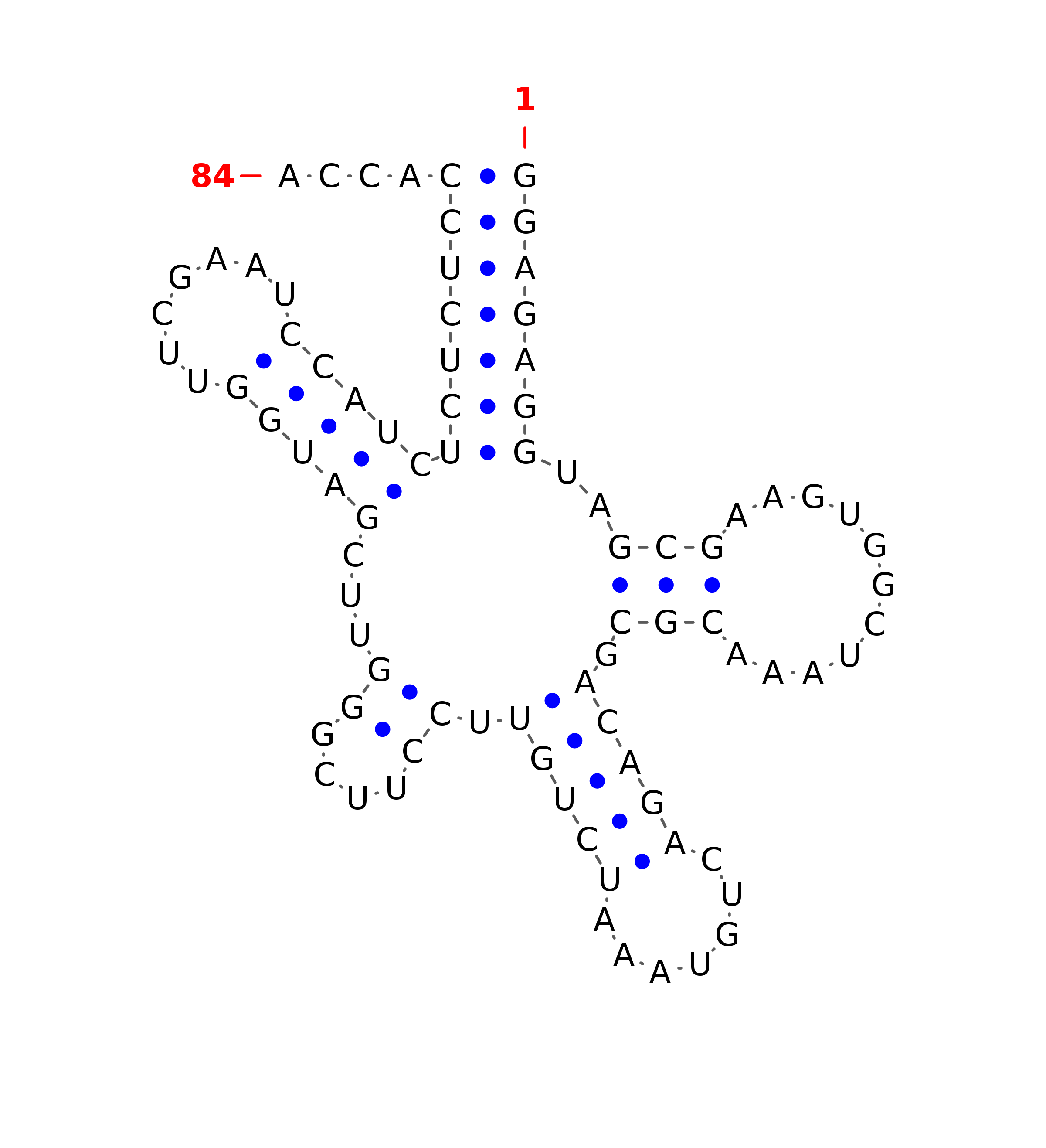 Top - tRNA secondary structure