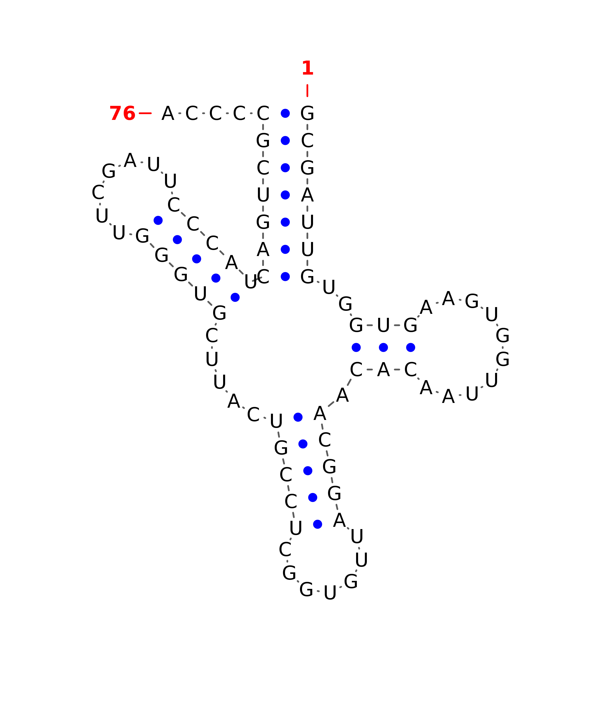 Top - tRNA secondary structure