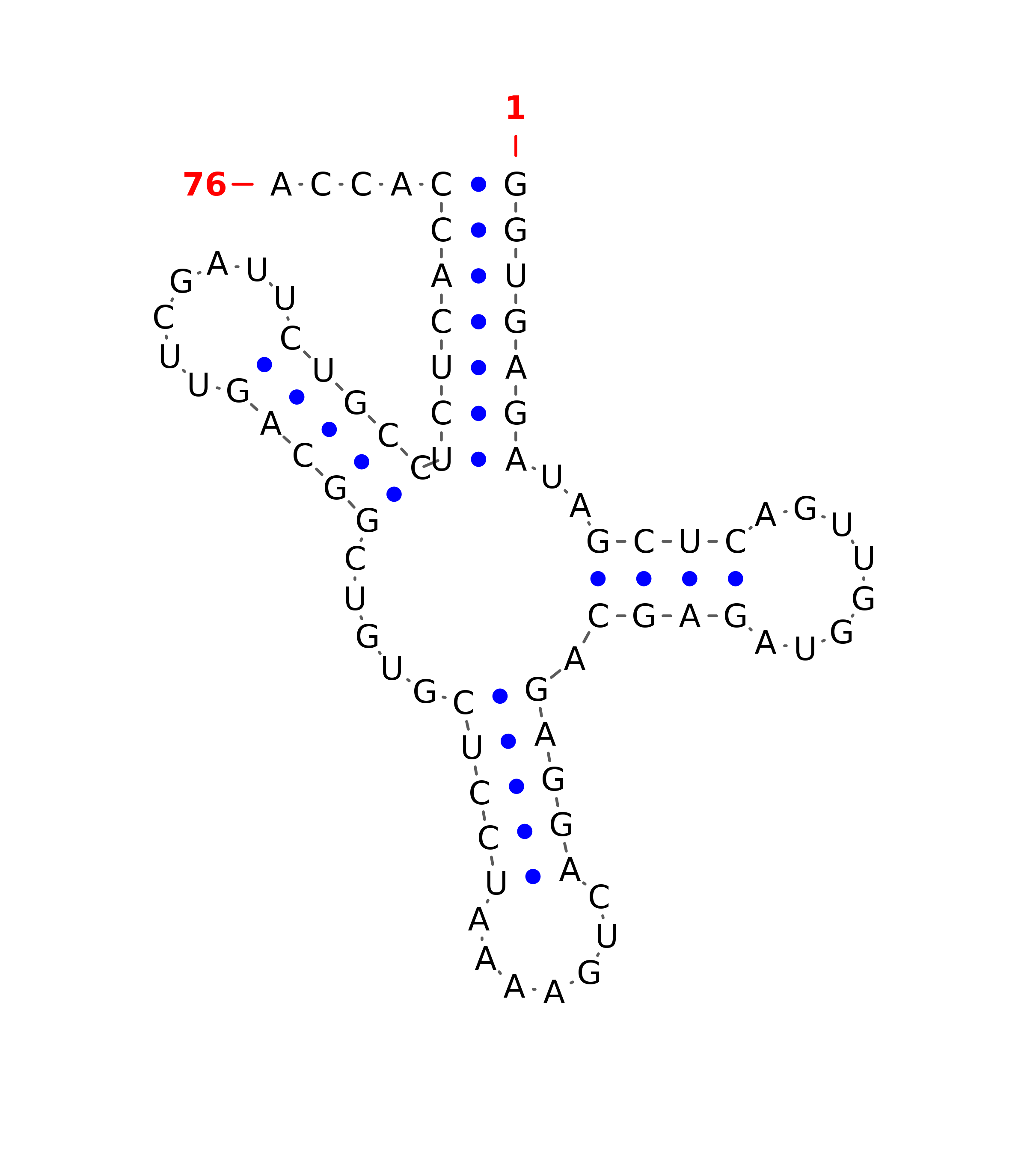 Top - tRNA secondary structure