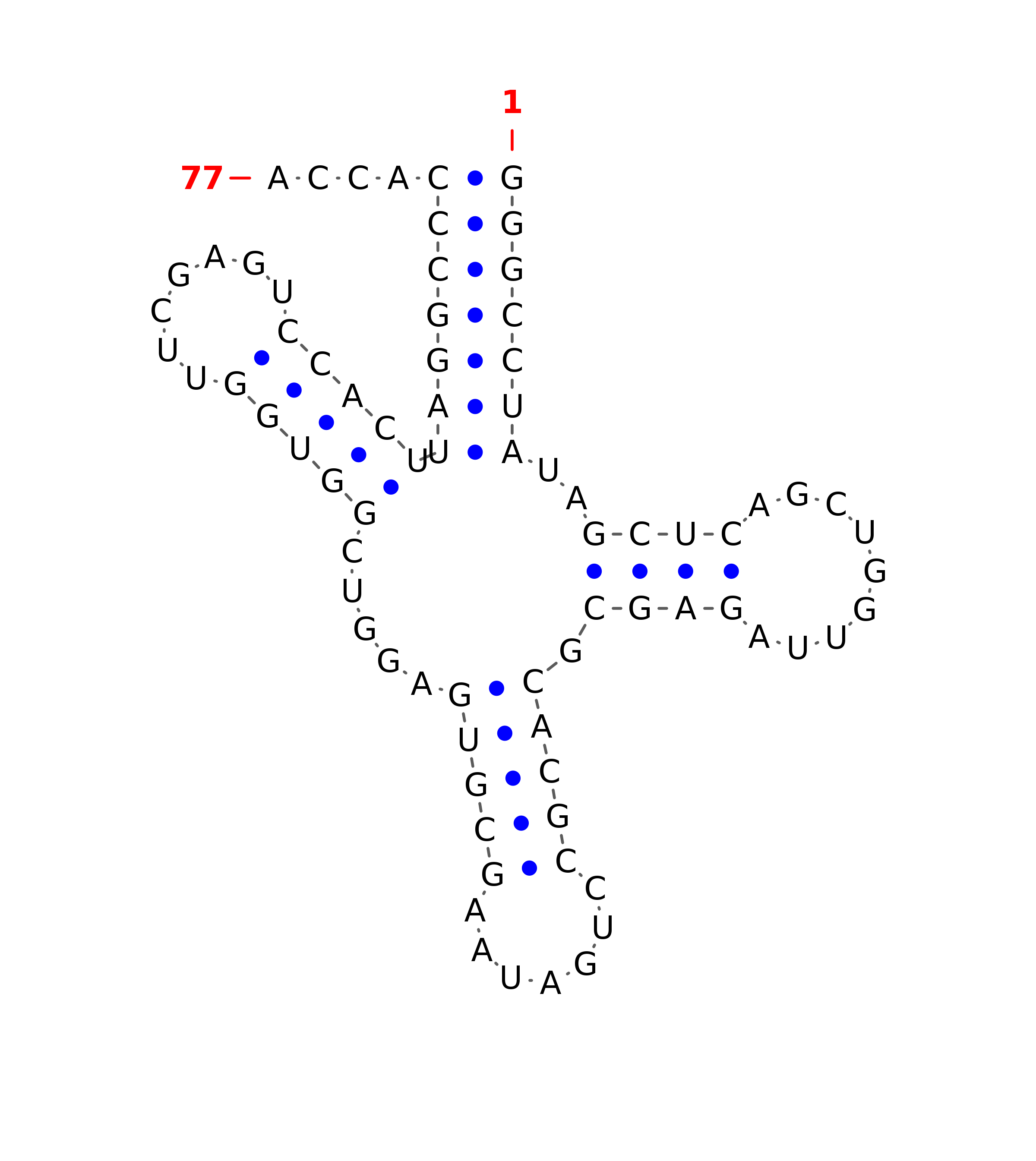 Top - tRNA secondary structure