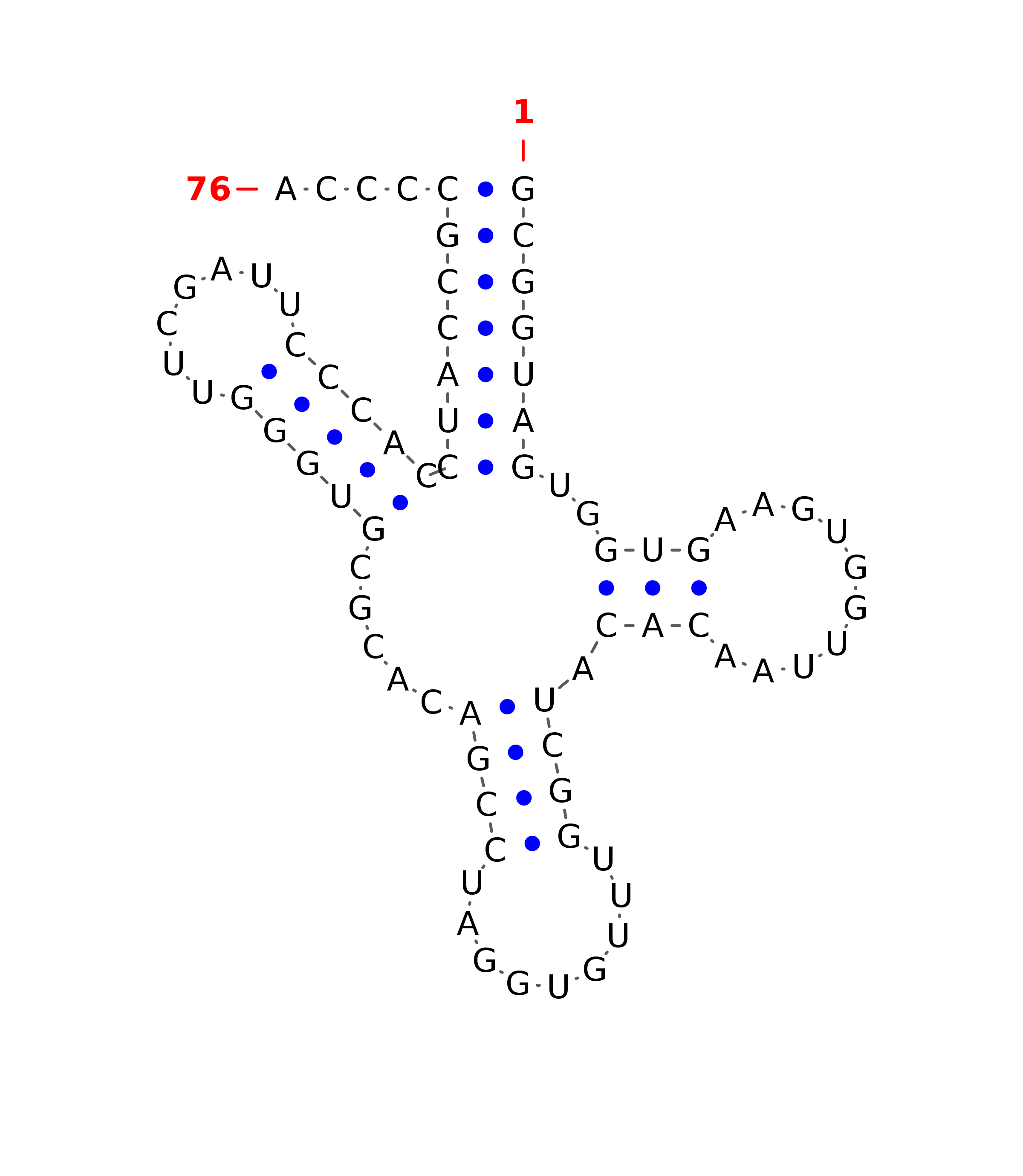 Top - tRNA secondary structure