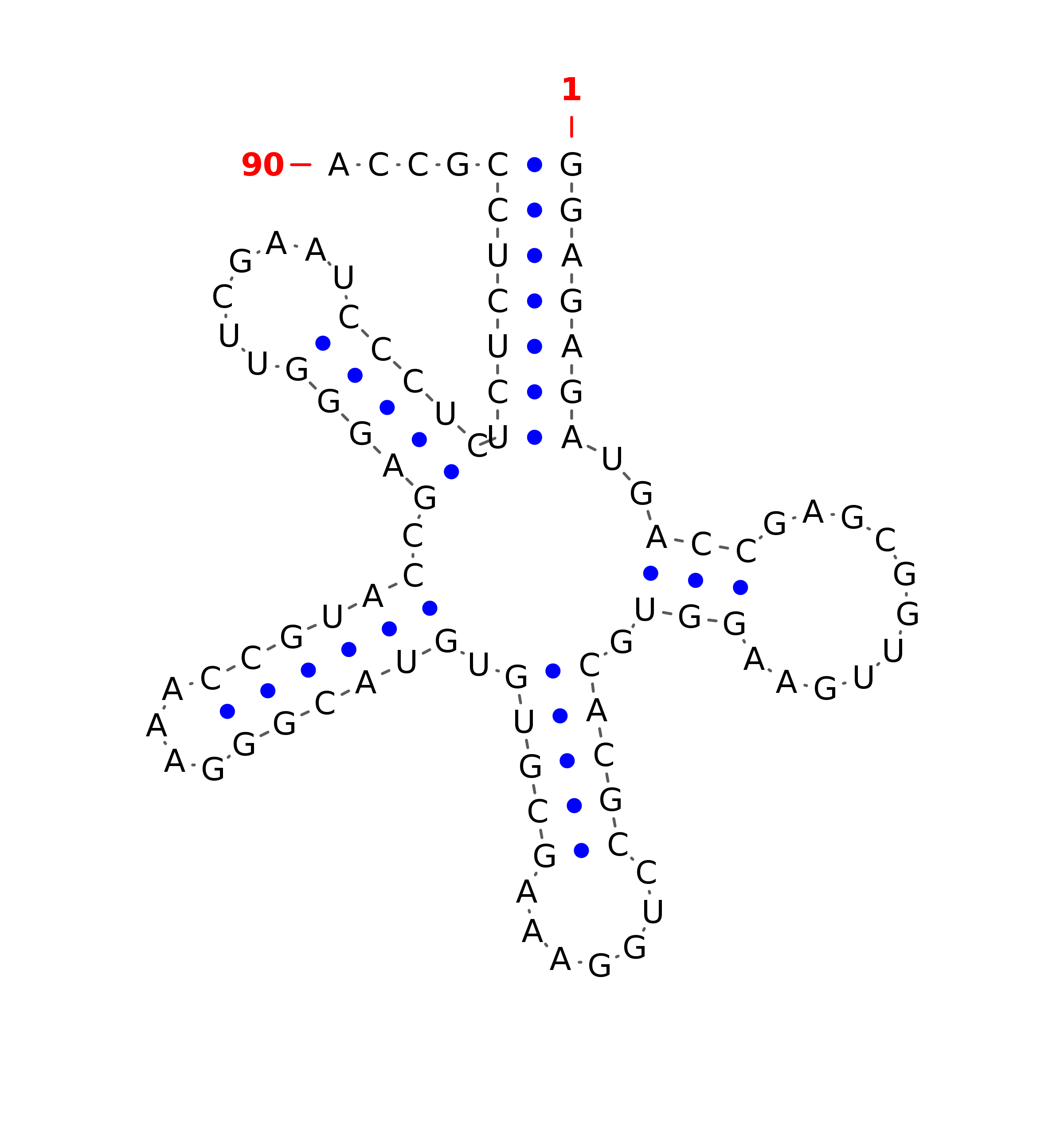 Top - tRNA secondary structure