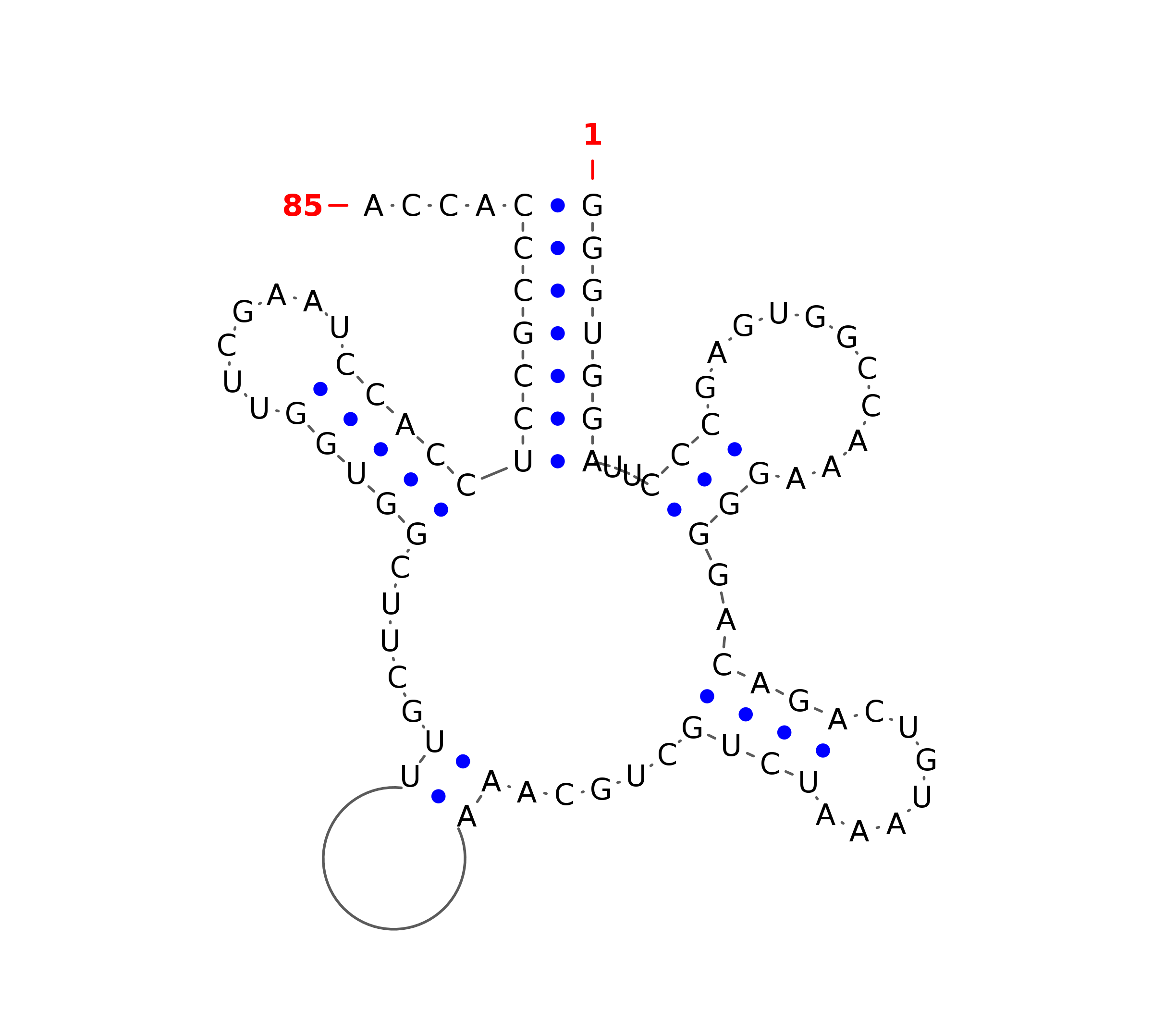 Top - tRNA secondary structure
