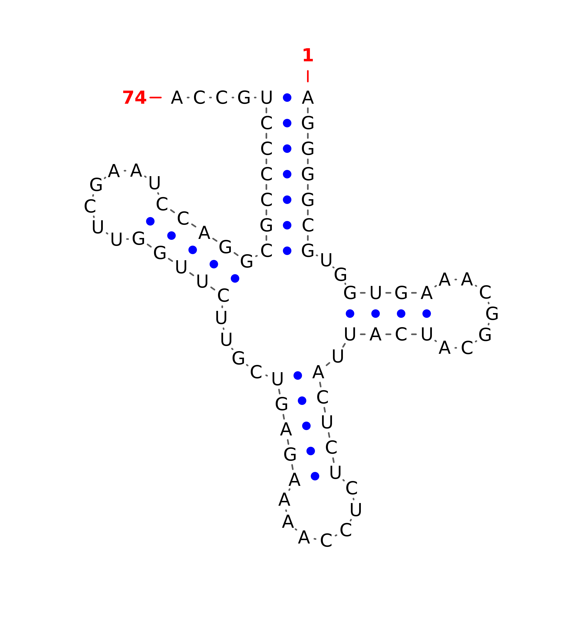 Top - tRNA secondary structure